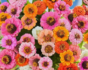 Zinnia Button Box Mix Zinnia Flower Seeds Heirloom USA NJ Grower see my store for largest selection