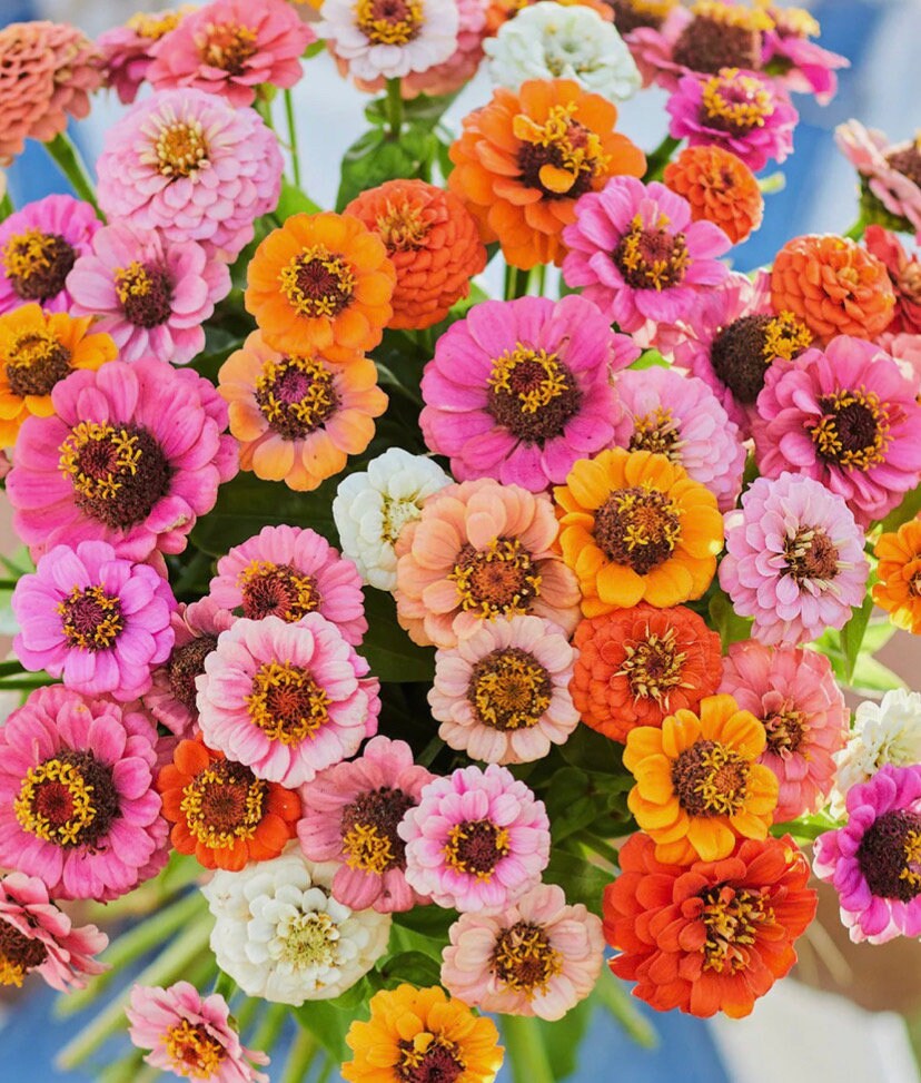 シルクスクリーン　JOHN BOTZ ジョン ボッチ　Zinnia Garden ジョン・ボッチ John Botz 風景画 花と鳥 シルクスクリーン 版画