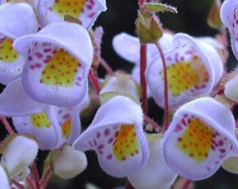 Teacup flower Jovellana Punctate bush seeds Very rare seeds USA See my store for largest selection