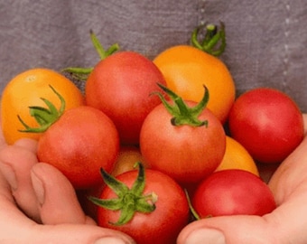 Honey Drop Tomato Seeds USA NJ Grower Heirloom Organic check my store for more for the largest selection
