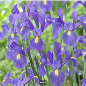 Iris Dutch Iris seeds  Heirloom USA NJ Grower see my store for largest selection