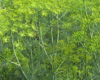 May include: A close-up shot of a dill plant with bright green leaves and yellow flowers. The plant has thin stems and feathery foliage, creating a dense, textured appearance. The image captures the plant's natural growth.