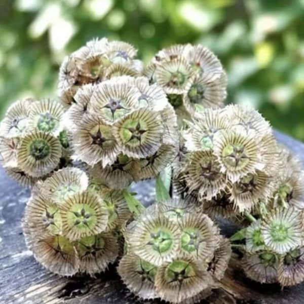 Starflower Drumstick Scabiosa Pincushion flower Seeds Heirloom USA NJ USA check my store for the largest selection