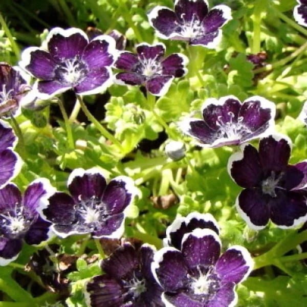 Nemophila Penny Black Flower Seeds Heirloom NJ USA Seller see my store for largest selection