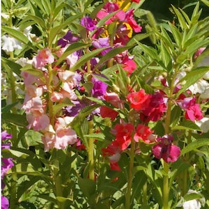 Balsam Impatiens Tom Thimb Mix Flower Seeds Heirloom NJ Seller Organic Free Shipping