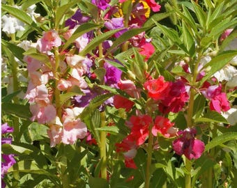 Balsam Impatiens Tom Thimb Mix Flower Seeds Heirloom NJ Seller Organic Free Shipping