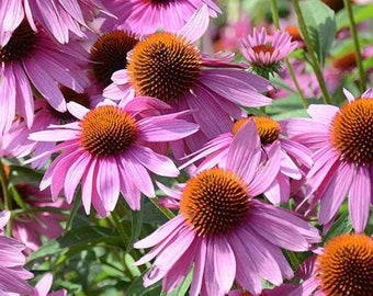 Echinacea Purple Coneflower Seeds  Heirloom USA NJ Grower see my store for largest selection