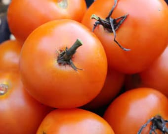 Jaune Flamme Tomato Seeds NJ USA Grower Heirloom Organic check my store for the largest selection.