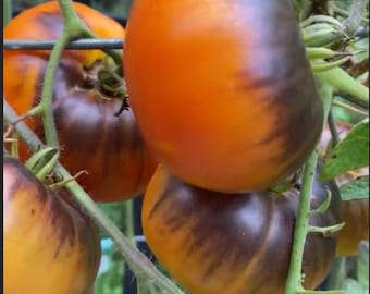 Dark Galaxy Tomato Seeds Heirloom  USA NJ Grower Heirloom Organic check my store for the largest selection.
