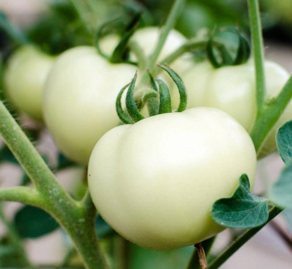 Great White Tomato Seeds USA NJ Grower Heirloom Organic NJ Seller Check My  Store for the Largest Selection Free Shipping - Etsy