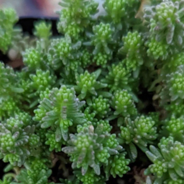 Sedum Album Red Ice Stonecrop  seeds Heirloom USA NJ Grower see my store for largest selection