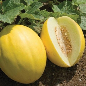 Melon Canary Melon seeds NJ USA Heirloom organic See my store for largest selection