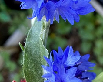 Bachelor Button Blue Boy Cornflower Flower Seeds Heirloom Organic NJ Grower Free Shipping