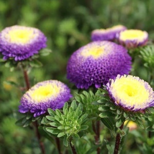 May include: Close-up of purple and yellow flowers with a yellow center. The flowers are in bloom and have a soft, fuzzy texture.