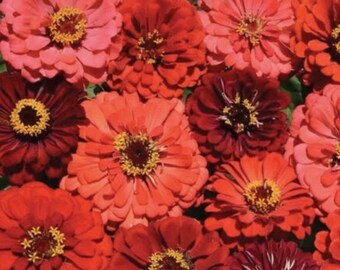 Zinnia Berry Tart Zinnia Flower Seeds Heirloom USA NJ Grower see my store for largest selection
