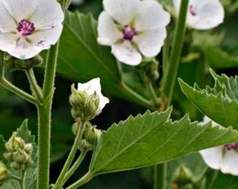 Marshmallow Seeds NJ USA Seller see my store for the largest selection