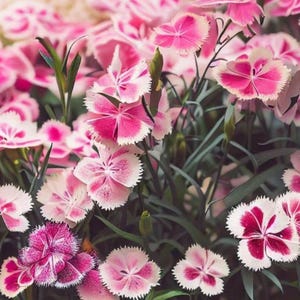 May include: Close-up of vibrant pink and white dianthus flowers in full bloom. The petals have a fringed edge, with a deep pink center that fades to white. Green stems and leaves provide a contrasting backdrop. A butterfly is visible in the background.