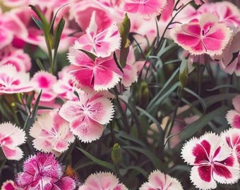 Dianthus Cottage Pinks Mix Flower Seeds Heirloom USA NJ Grower see my store for largest selection