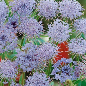 Lace Flower Flower Seeds Heirloom USA NJ Growe  Free Shipping