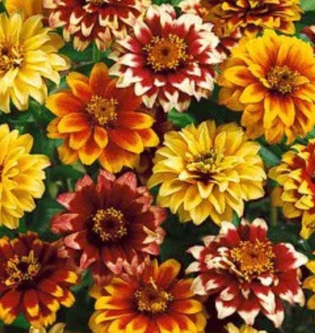 Zinnia Persian Carpet Zinnia Flower Seeds Heirloom USA NJ Grower See My