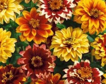 Zinnia Persian Carpet Zinnia Flower Seeds Heirloom USA NJ Grower see my store for largest selection
