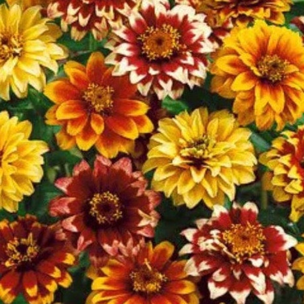 Zinnia Persian Carpet Zinnia Flower Seeds Heirloom USA NJ Grower see my store for largest selection