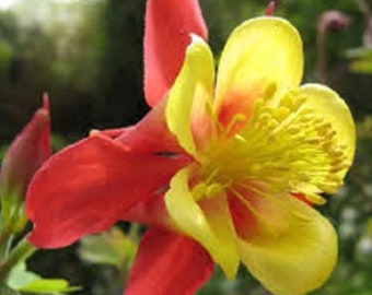 Columbine Koralle Flower Seeds Heirloom Aquilegia Caerulea NJ Seller Free Shipping