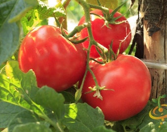 Mortgage lifter Tomato Seeds radiator Charlie NJ USA Grower Heirloom Organic check my store for the largest selection.