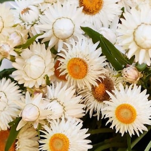 May include: A bouquet of white strawflowers with yellow centers. The flowers are arranged in a cluster and have a delicate, papery texture.