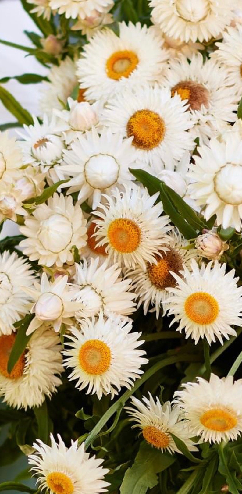 May include: A bouquet of white strawflowers with yellow centers. The flowers are arranged in a cluster and have a delicate, papery texture.