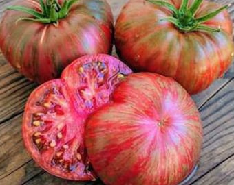 Join Or Die Tomato Seeds NJ Grower Heirloom Organic Free Shipping