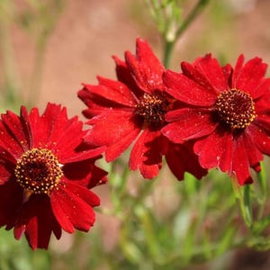 Coreopsis Plains Dwarf Red Flower Seeds Heirloom NJ Free Shipping