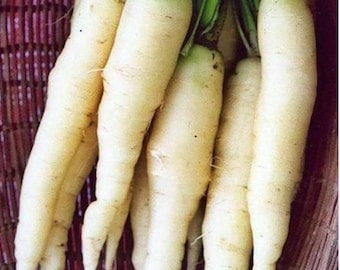 Carrot White Snow Carrot Seeds NJ Grower USA Heirloom Organic check my store for more for the largest selection Free Shipping