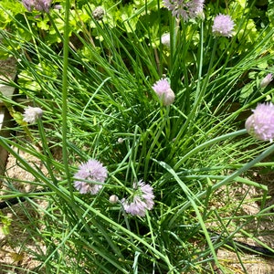 Chives Delores Chive Seeds Heirloom Allium NJ Grower Organic Free Shipping