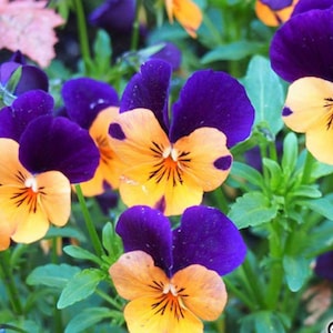 Pansy Helen Mount viola Johnny Jump Up flower Seeds Heirloom USA NJ Seller check my store for largest selection