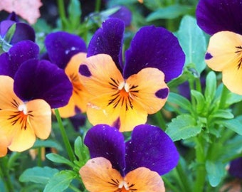 Pansy Helen Mount viola Johnny Jump Up flower Seeds Heirloom USA NJ Seller check my store for largest selection