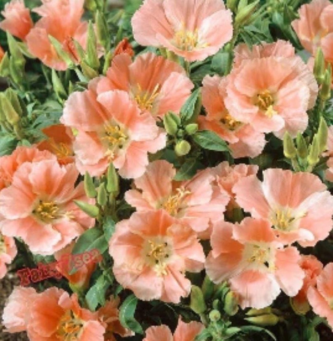 Clarkie Sybil Salmon Godetia Flower Seeds Heirloom NJ Grower See My ...