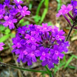 Verbena Purple Moss Flower Seeds Heirloom NJ USA Seller see my store for largest selection