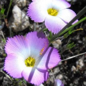 Phlox Mountain California Seeds Heirloom USA NJ Seller check my store for largest selection