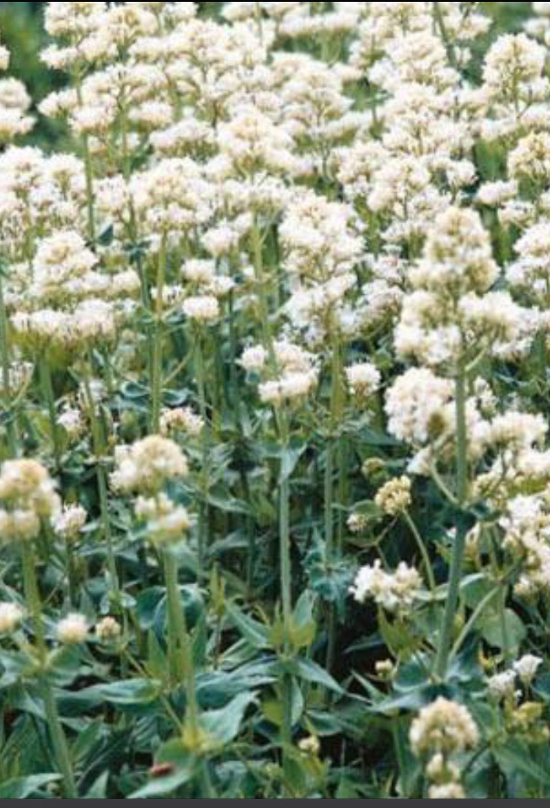 Jupiters Beard White Flower Seeds Heirloom Organic USA NJ Grower Free ...