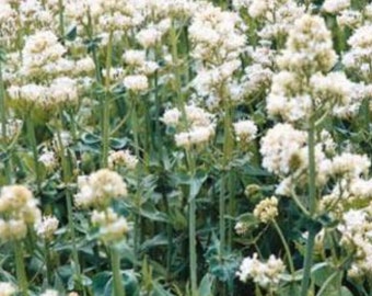 Jupiters Beard White Flower Seeds Heirloom Organic USA NJ Grower Free Shipping