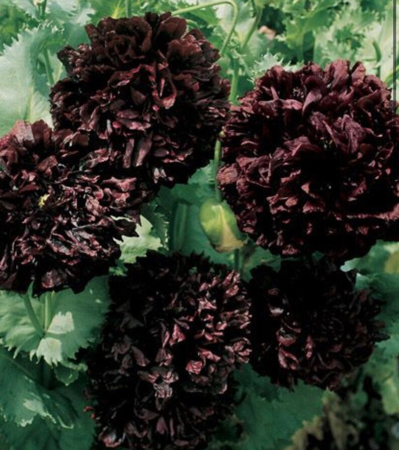 Poppy Black Peony Poppy flower seeds Heirloom USA NJ Seller check my store for the largest selection image 2