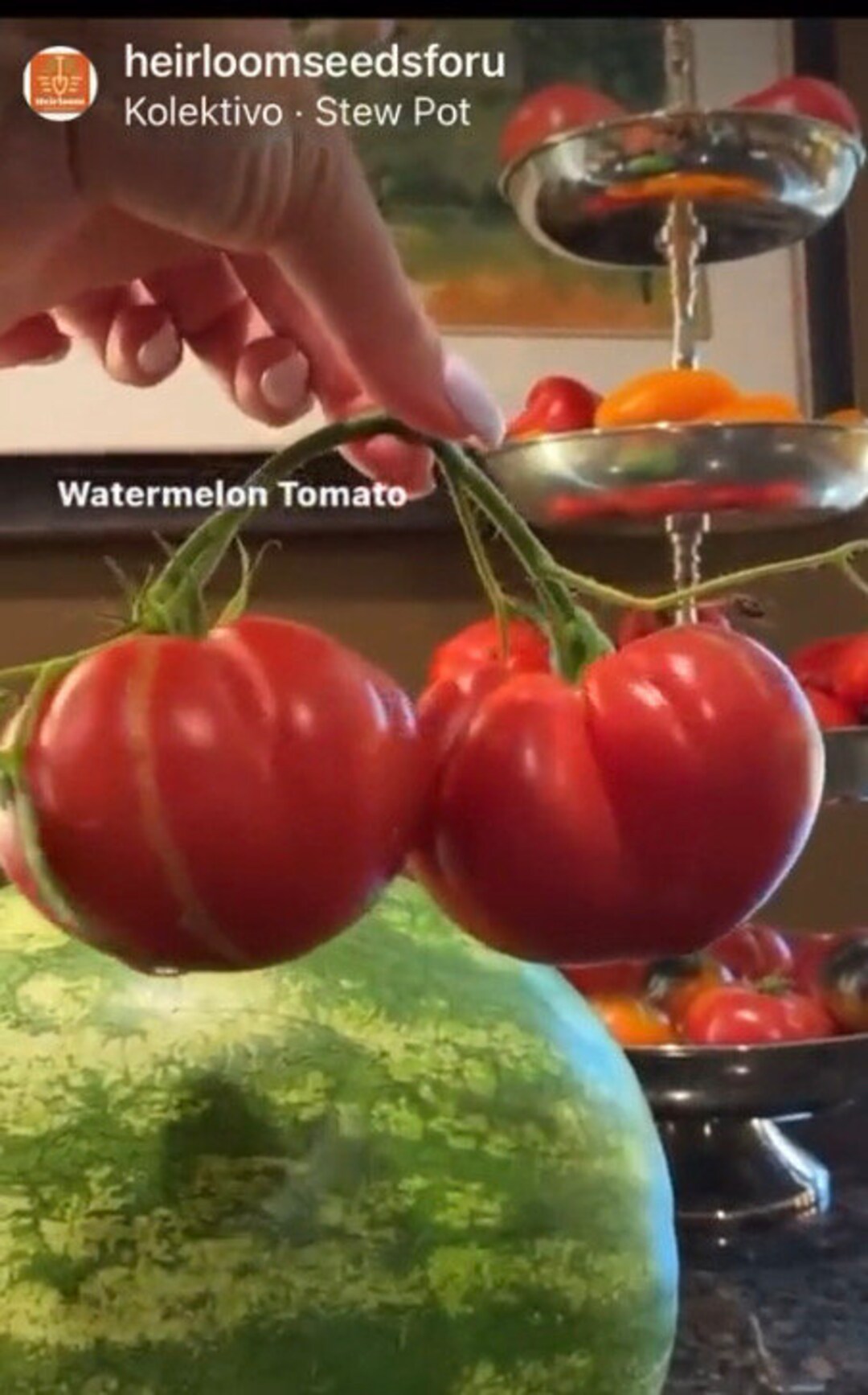 Watermelon Beefsteak Tomato Seeds NJ USA Grower Heirloom Organic NJ
