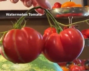 Watermelon Beefsteak Tomato Seeds NJ USA Grower Heirloom Organic NJ Seller check my store for the largest selection