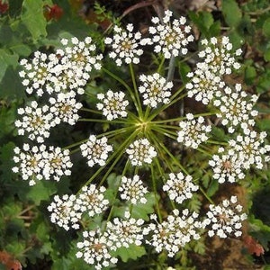 Anise Seeds Heirloom Herb Organic USA NJ Grower Free Shipping