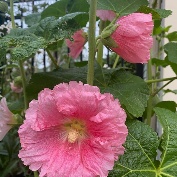 Hollyhock  pink Indian Spring seeds Heirloom USA NJ Grower see my store for largest selection