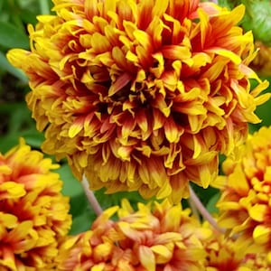 May include: Close-up of a cluster of bright yellow and orange flowers with red accents. The flowers have a fluffy, layered texture.