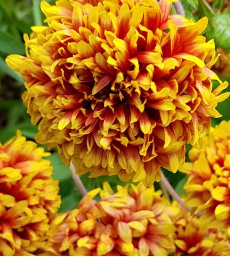 May include: Close-up of a cluster of bright yellow and orange flowers with red accents. The flowers have a fluffy, layered texture.