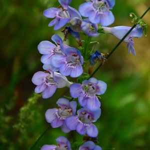 Penstemon Rocky Mountain  Flower Seeds Heirloom USA NJ Grower see my store for largest selection