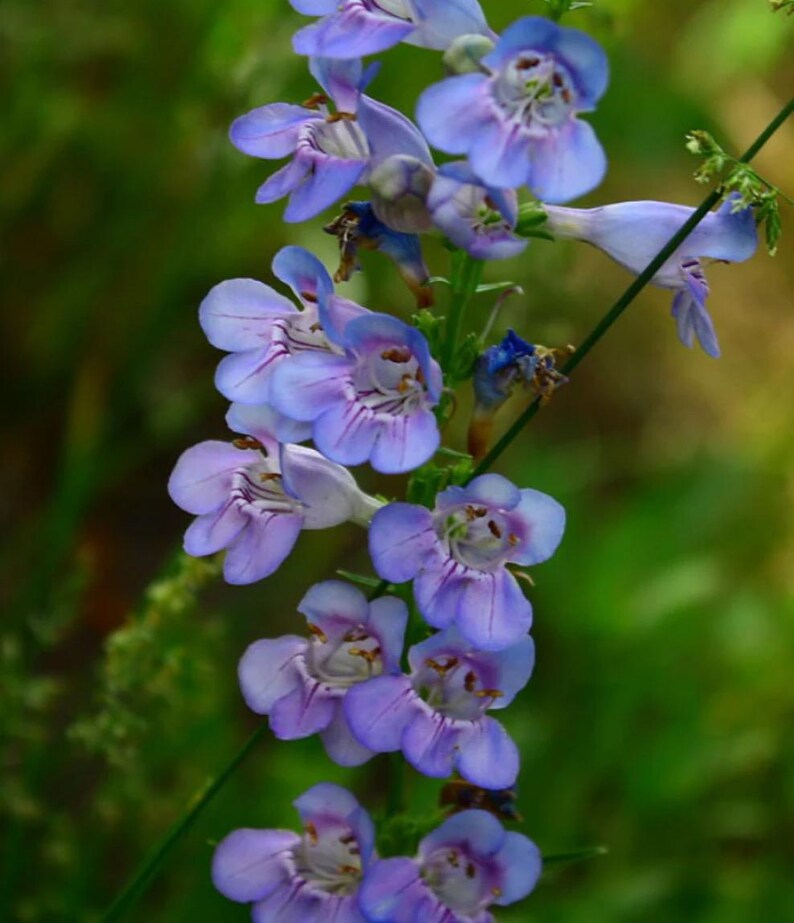 HeirloomSeedsForU Penstemon Rocky Mountain Flower Seeds - Thumbnail 2